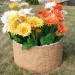 Цветник КАНЬОН купить в Сургуте